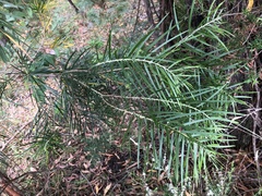 Acacia floribunda