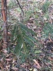 Acacia floribunda