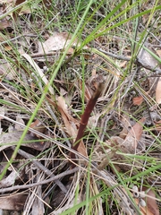 Dipodium roseum