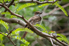 Myiarchus swainsoni