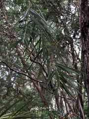 Acacia floribunda