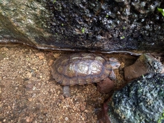 Rhinoclemmys pulcherrima rogerbarbouri