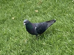 Columba livia domestica