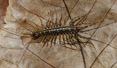 Thereuonema tuberculata