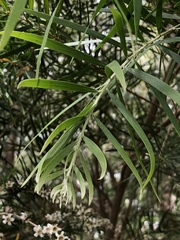 Acacia floribunda