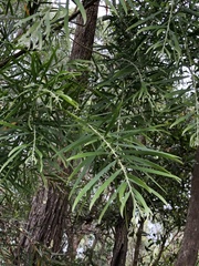 Acacia floribunda