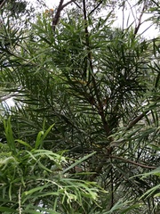 Acacia floribunda