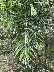 Acacia floribunda