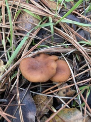 Lactarius rubidus