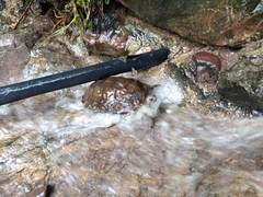 Rhinoclemmys pulcherrima rogerbarbouri