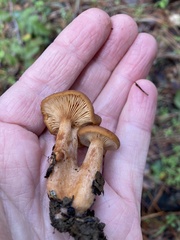 Lactarius rubidus