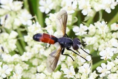 Cylindromyia intermedia