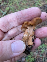 Lactarius rubidus