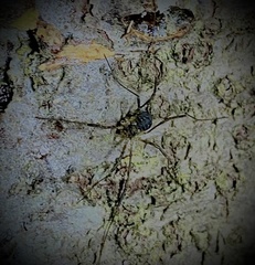 Mitopus