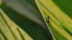 Odontomantis planiceps