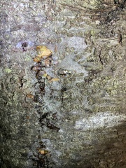 Mitopus