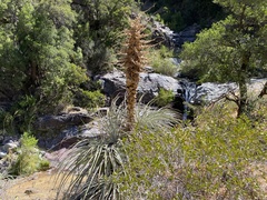 Puya chilensis