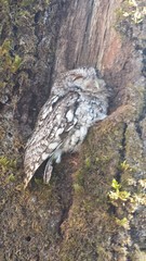 Megascops trichopsis