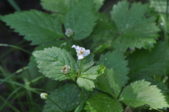Rubus pubescens