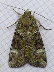 Anaplectoides prasina
