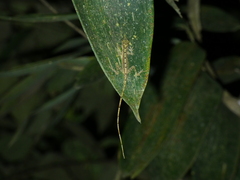 Anolis fuscoauratus