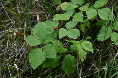 Rubus pubescens