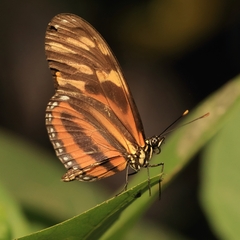 Eueides isabella eva