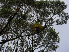 Aulacorhynchus prasinus