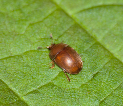 Cychramus luteus
