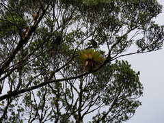 Aulacorhynchus prasinus