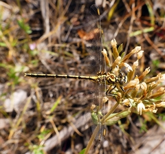 Austrogomphus guerini