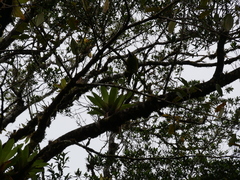 Aulacorhynchus prasinus