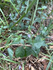 Pseuderanthemum variabile