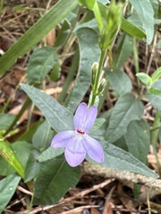 Pseuderanthemum variabile