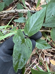 Pseuderanthemum variabile