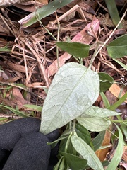 Pseuderanthemum variabile
