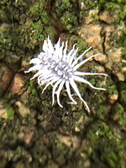 Telsimia subviridis