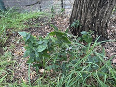 Pseuderanthemum variabile