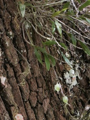 Epidendrum conopseum