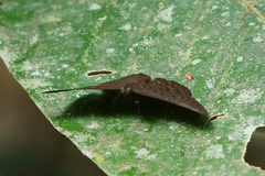 Emesis ocypore