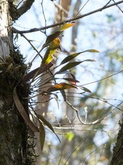 Epidendrum conopseum