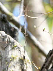 Epidendrum conopseum