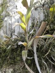 Epidendrum conopseum