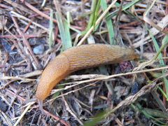 Arion intermedius