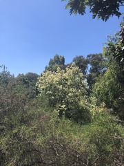 Bursaria spinosa spinosa