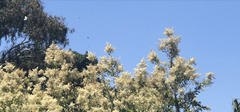Bursaria spinosa spinosa