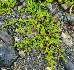 Atriplex drymarioides