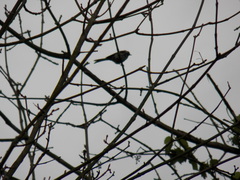 Setophaga coronata