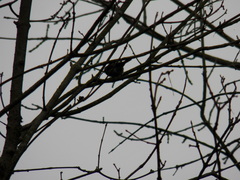 Setophaga coronata