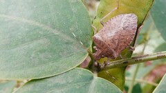 Halyomorpha